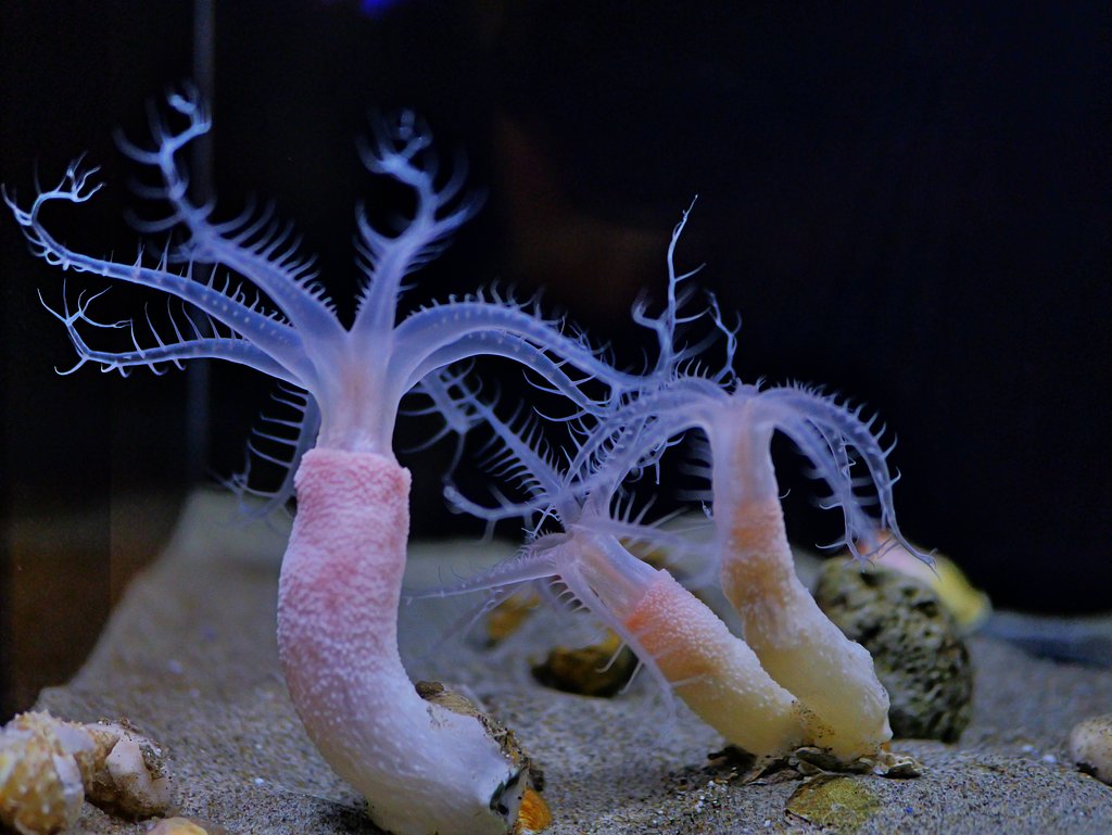 深海生物は楽し