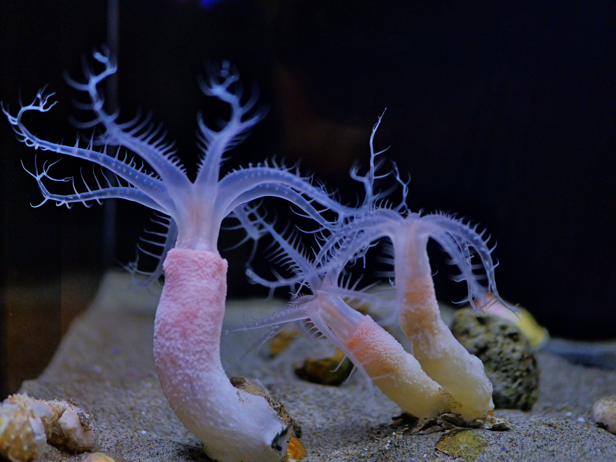 深海生物は楽し