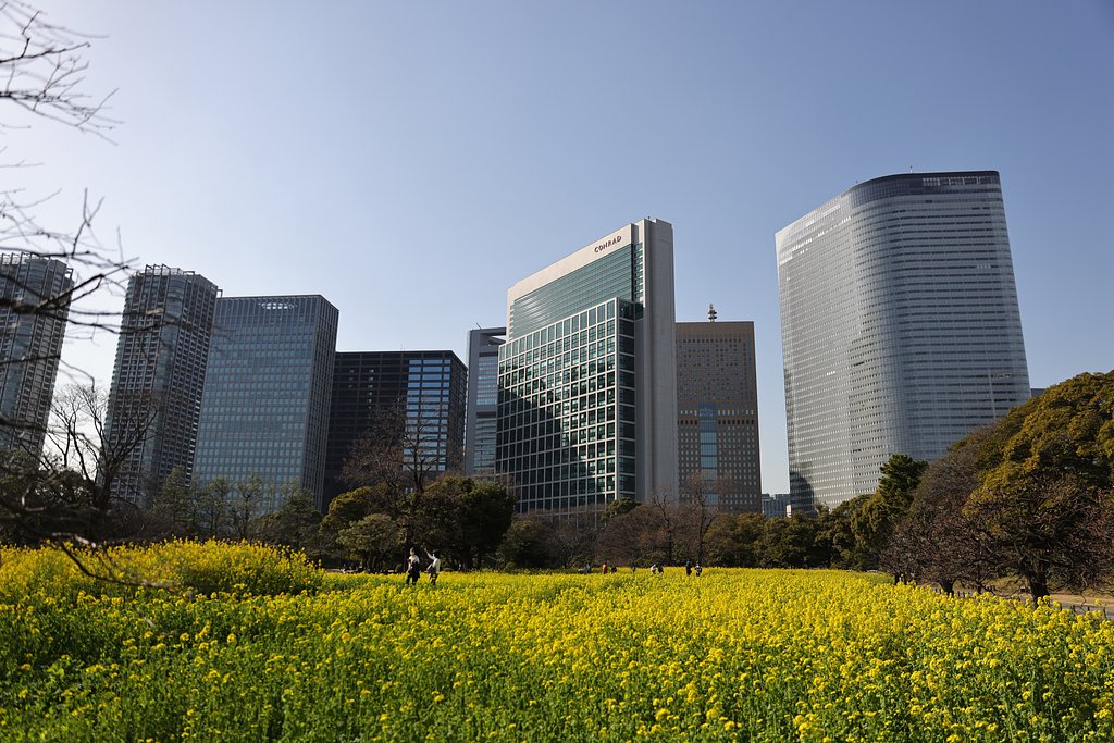 都心の菜の花畑