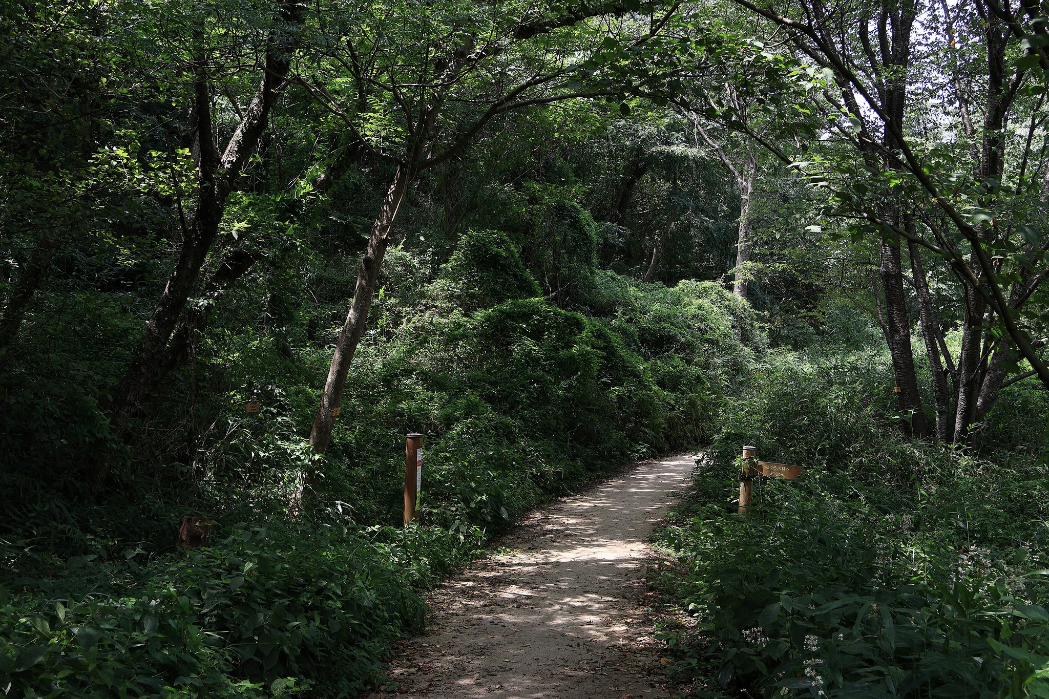 今日は山に登りまして