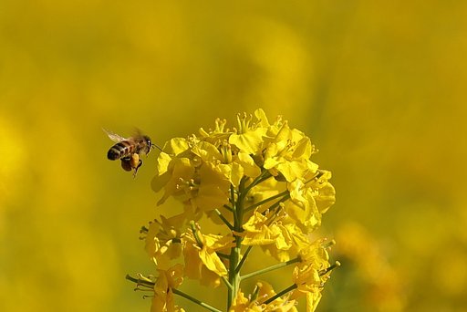 都会の蜜は美味しいかい？