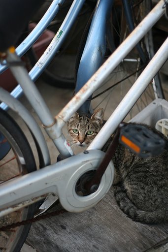 ねこと自転車とわたし