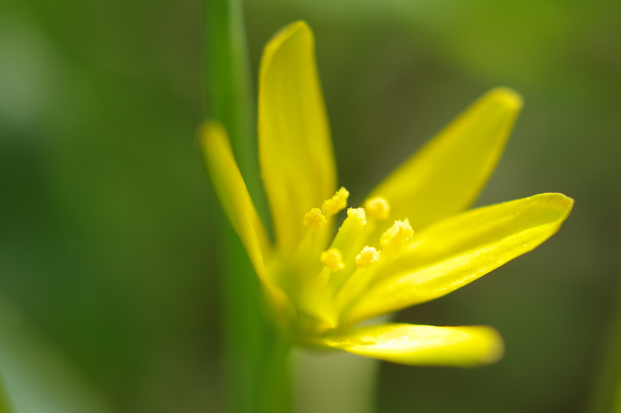 春を告げる花の仲間