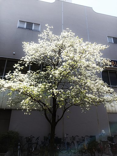 4月17日の写真