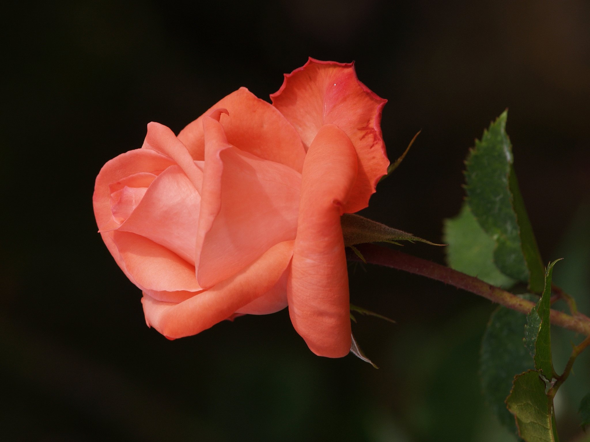 秋薔薇Ⅱ