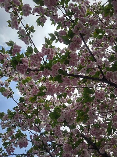 氏家駅の八重桜