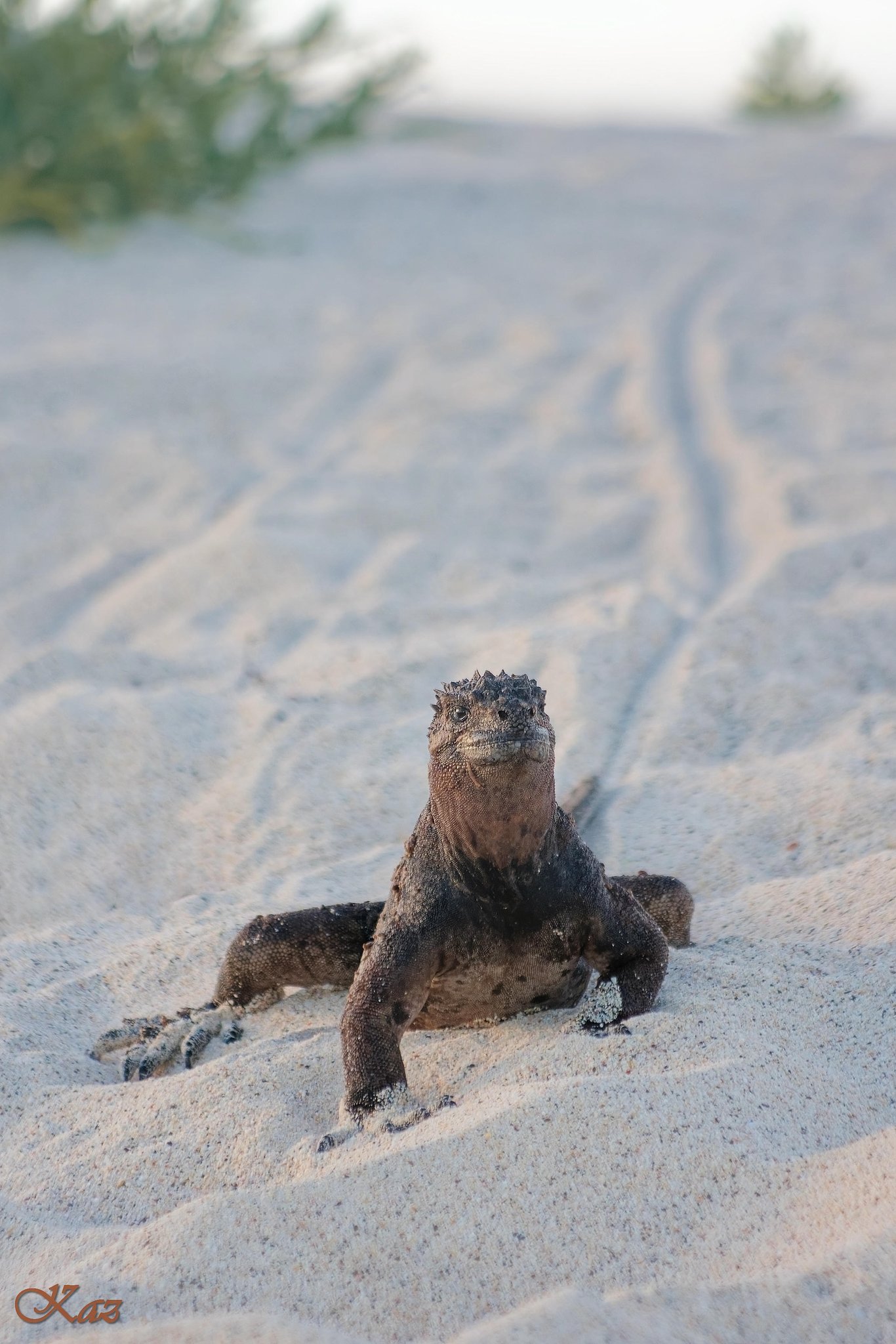 Galápagos Islands 04