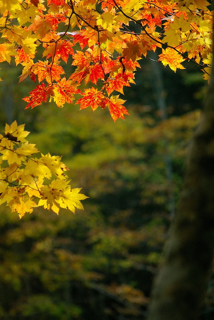照葉狭の紅葉（５）