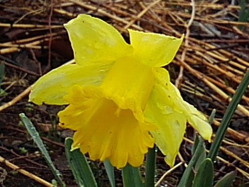 公園の花壇のスイセン