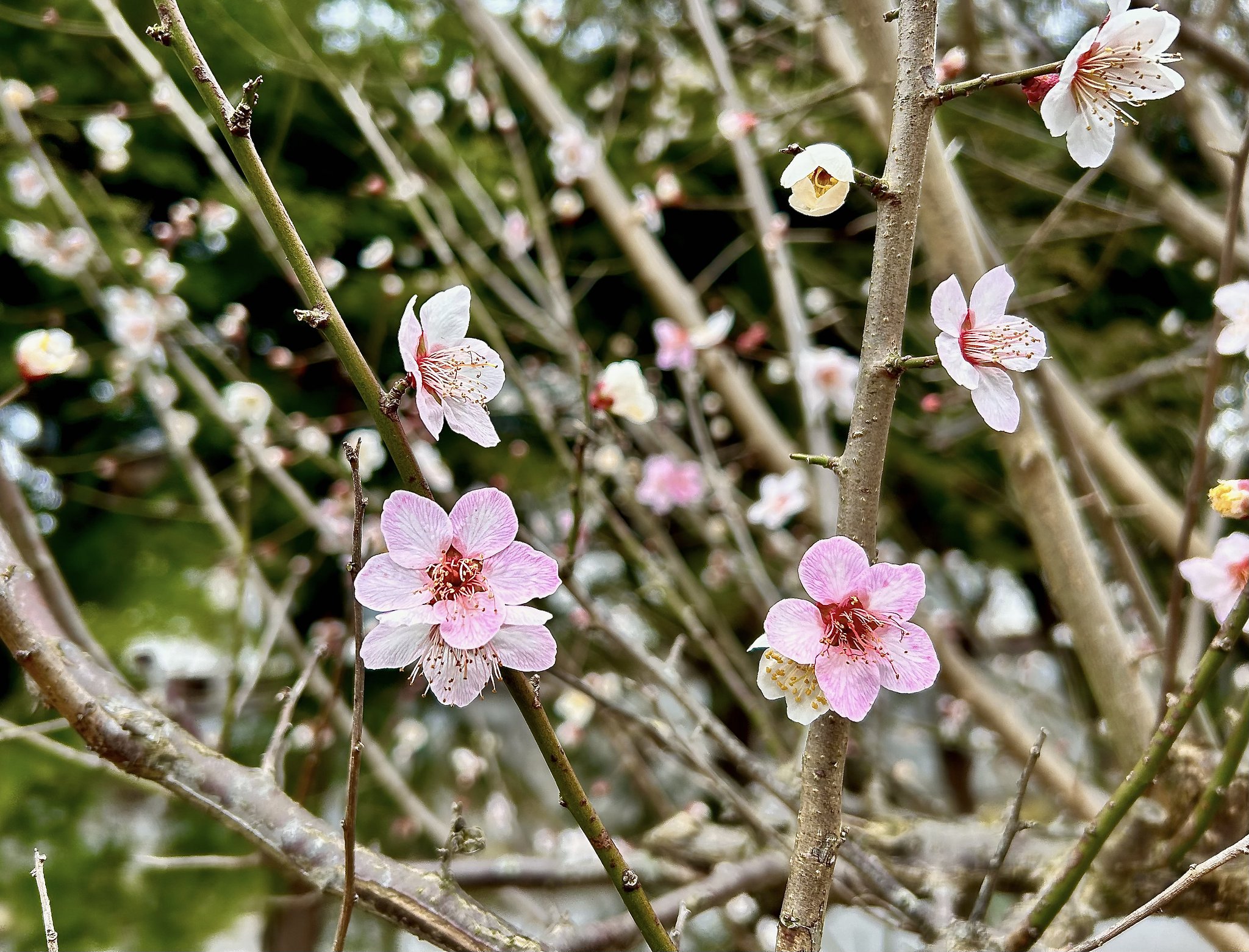 梅満開2