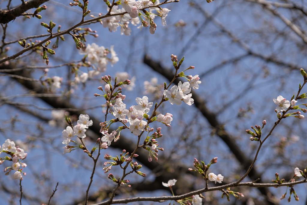 桜便り