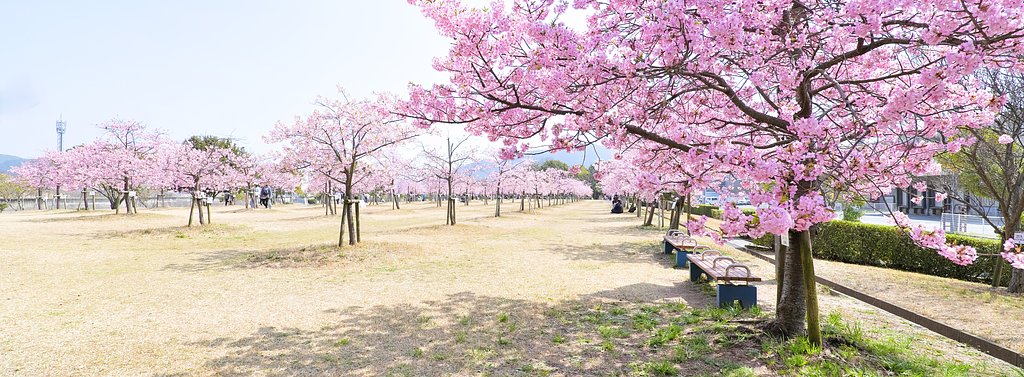 河津桜