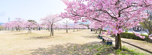 河津桜