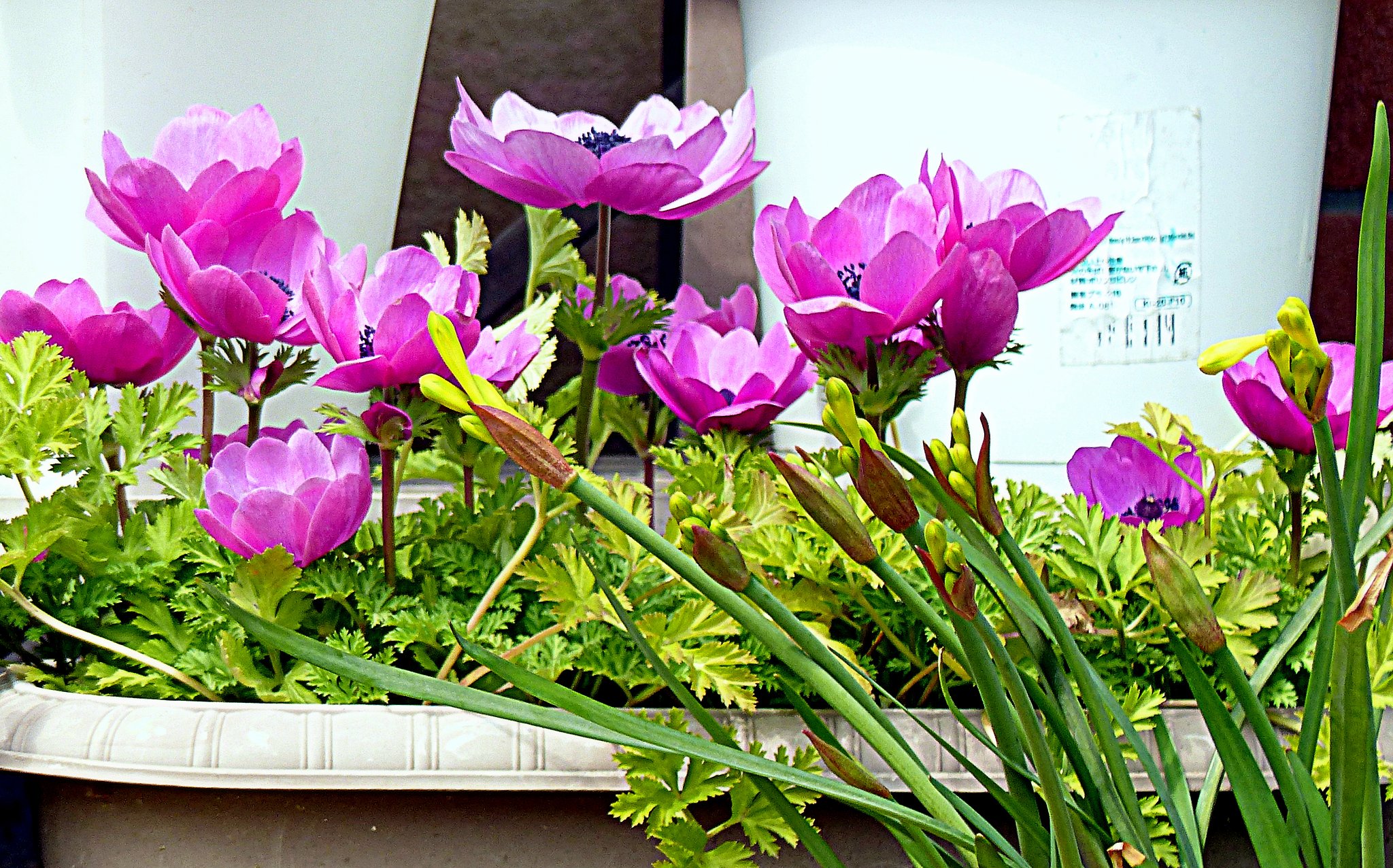 玄関の花アネモネ