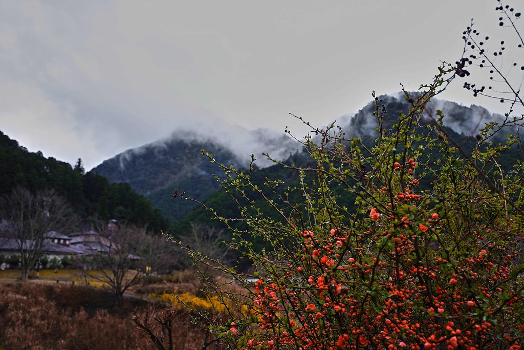 花咲く里山