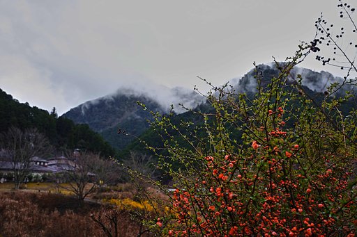 花咲く里山
