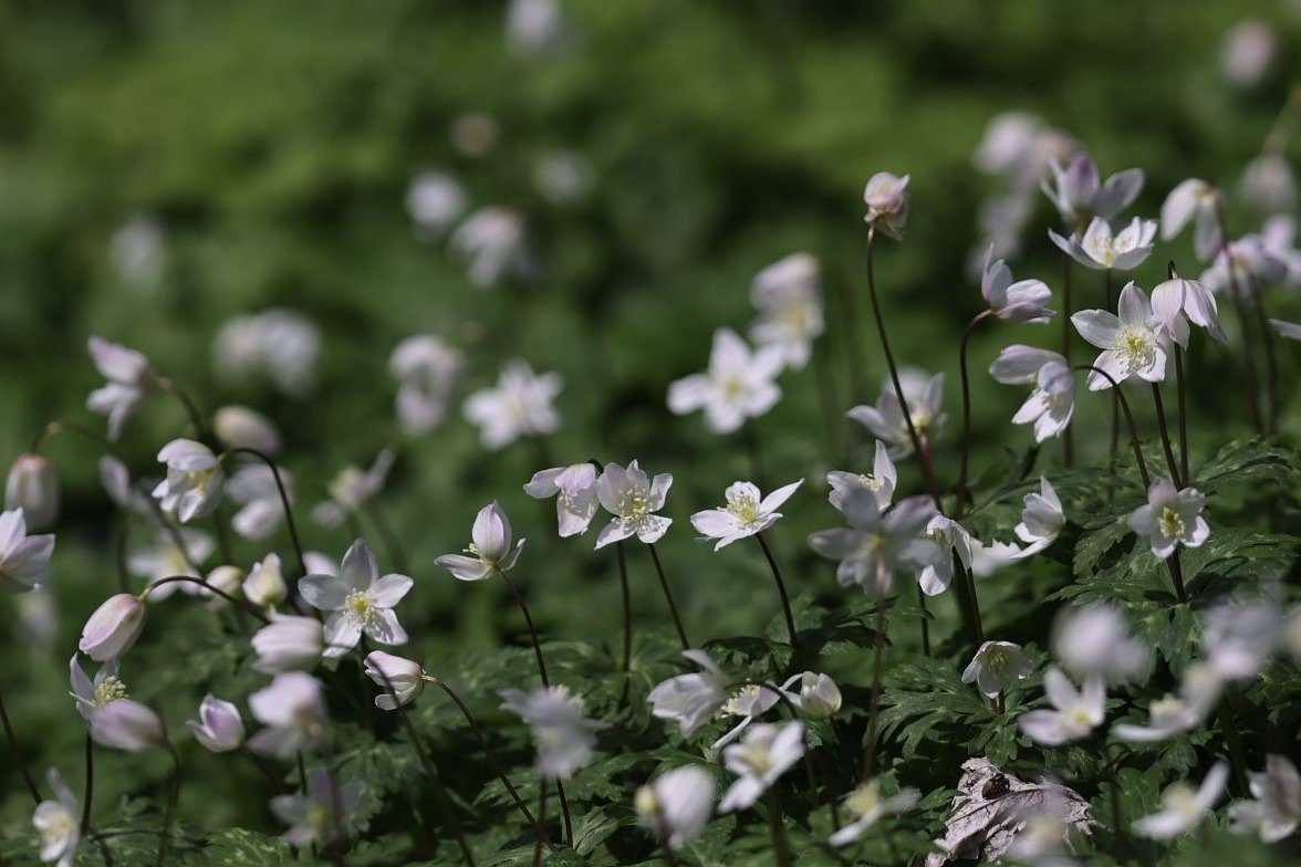 Anemoneの仲間