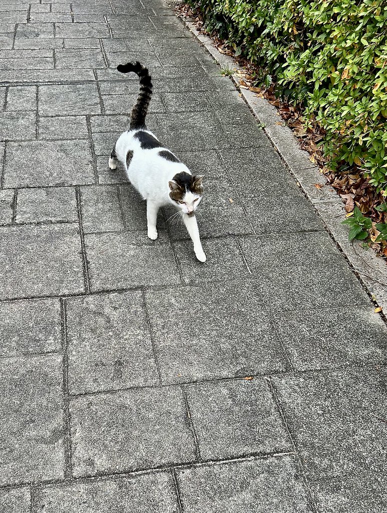 野良猫２