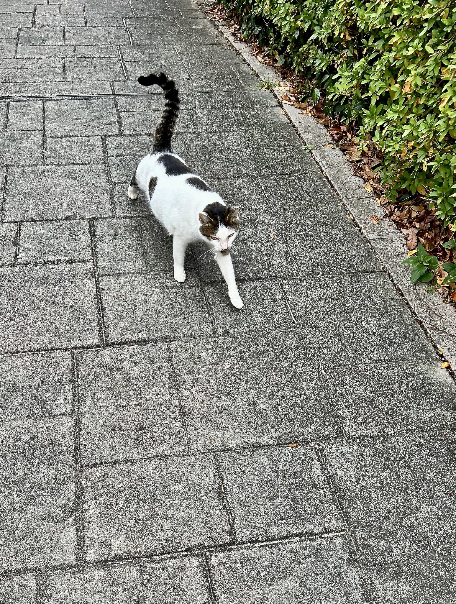野良猫２