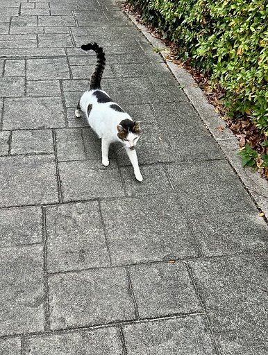 野良猫２