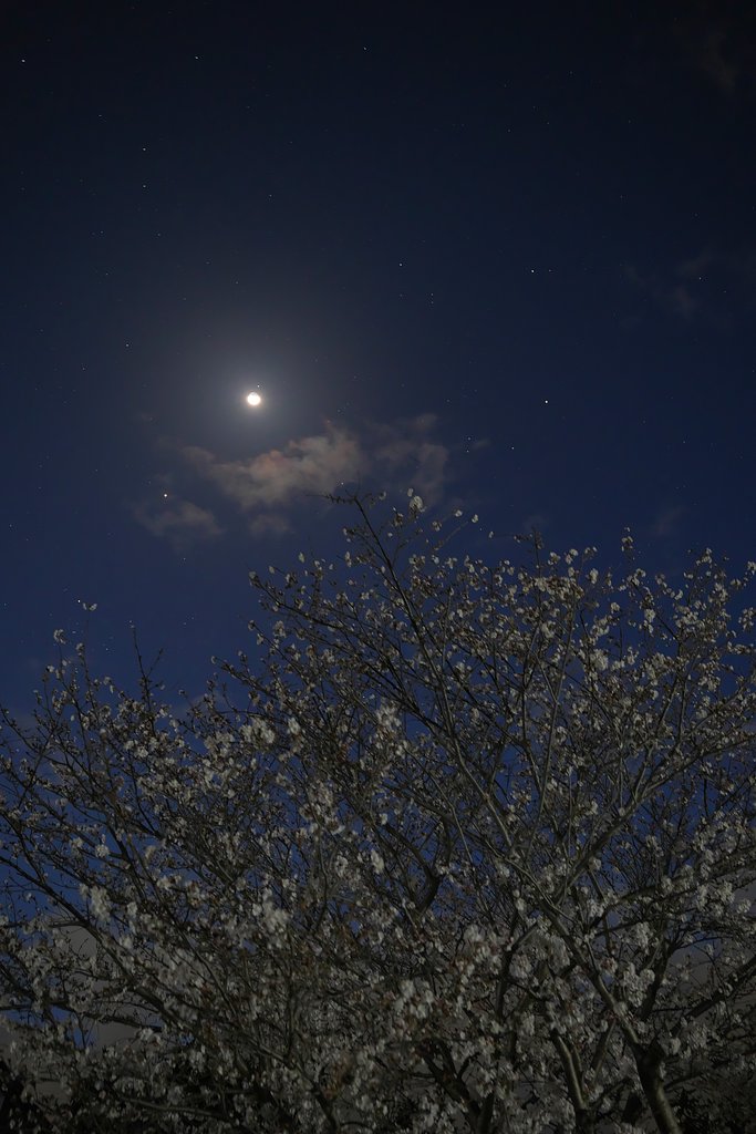 夜桜と月