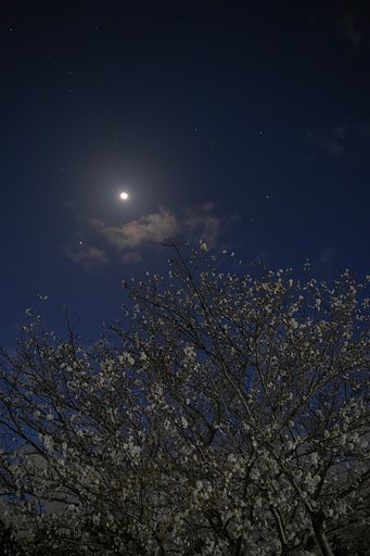 夜桜と月