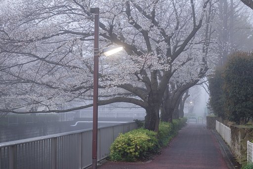 霧の朝２
