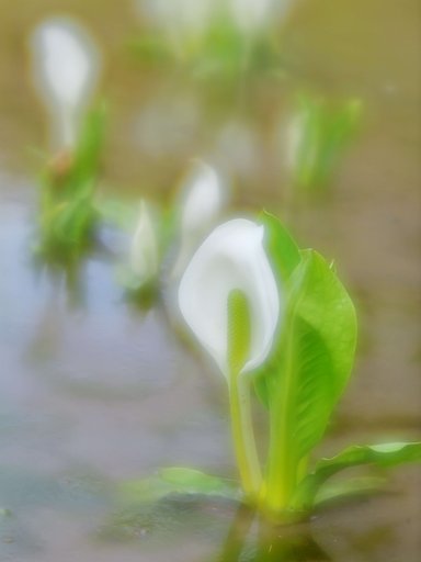 霧に溶ける白き花