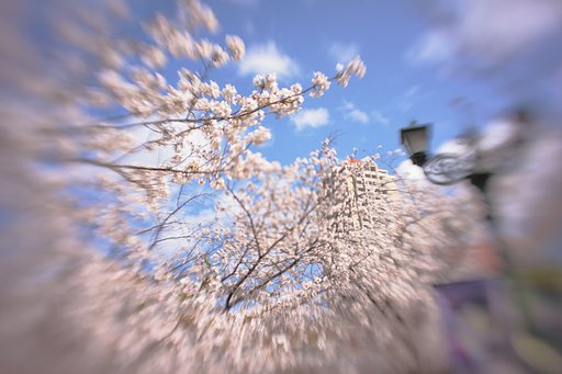 桜花爛漫