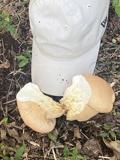食パンキノコ、割ってみたら