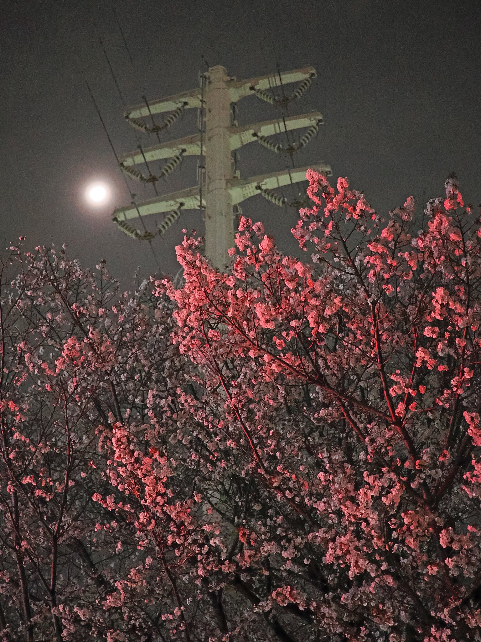 桜イルミ？と朧月