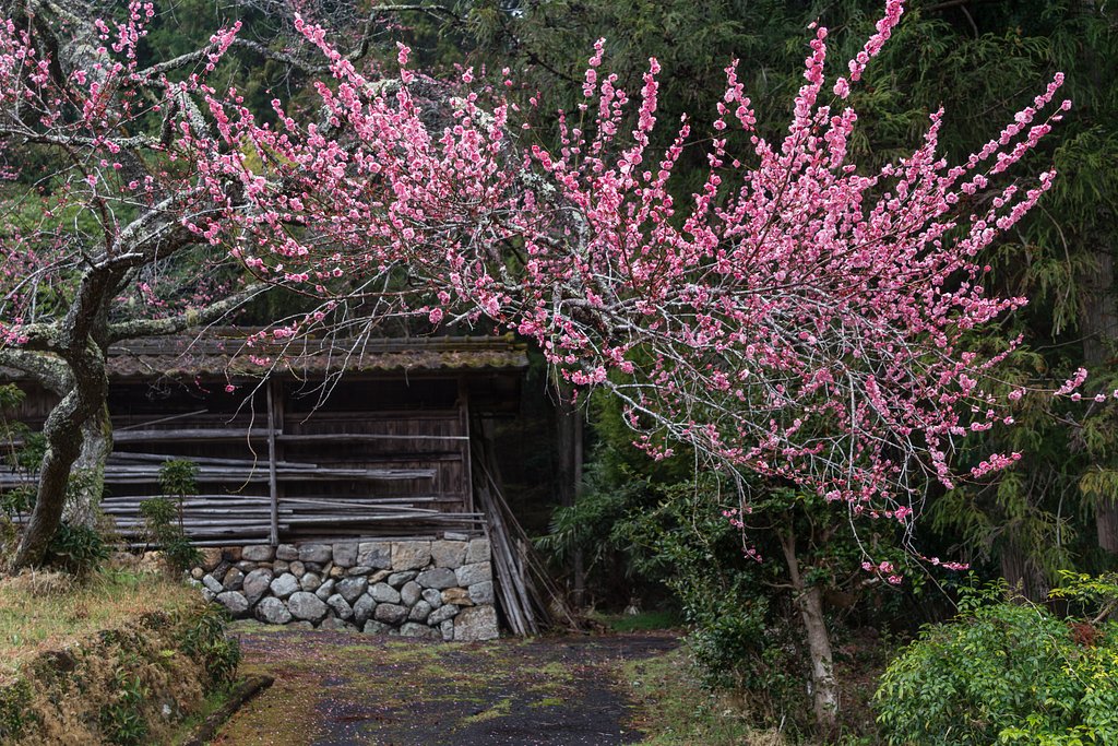 深山の春＿黒梅の咲く景色