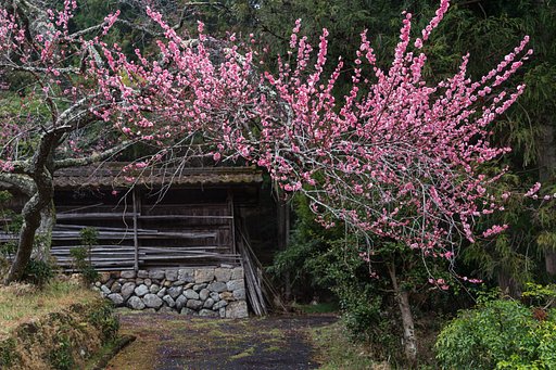 深山の春＿黒梅の咲く景色