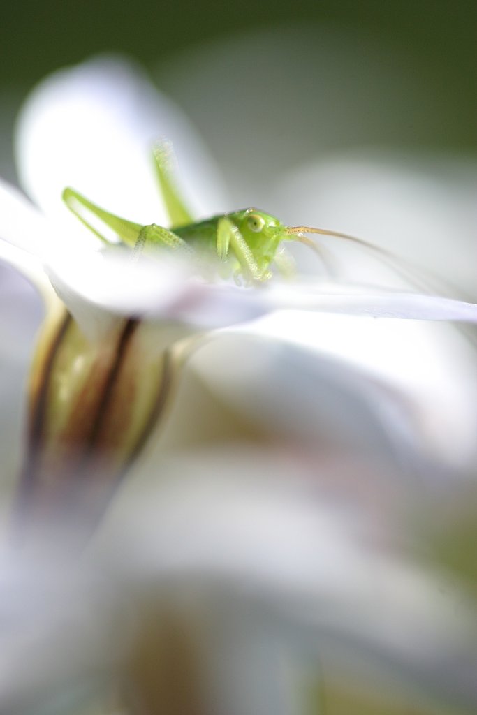 ハナニラにツユムシの幼虫