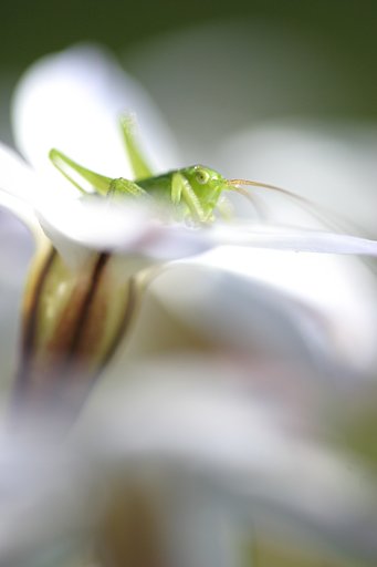 ハナニラにツユムシの幼虫