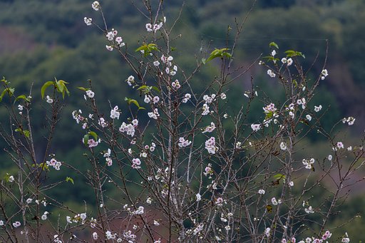 10月桜