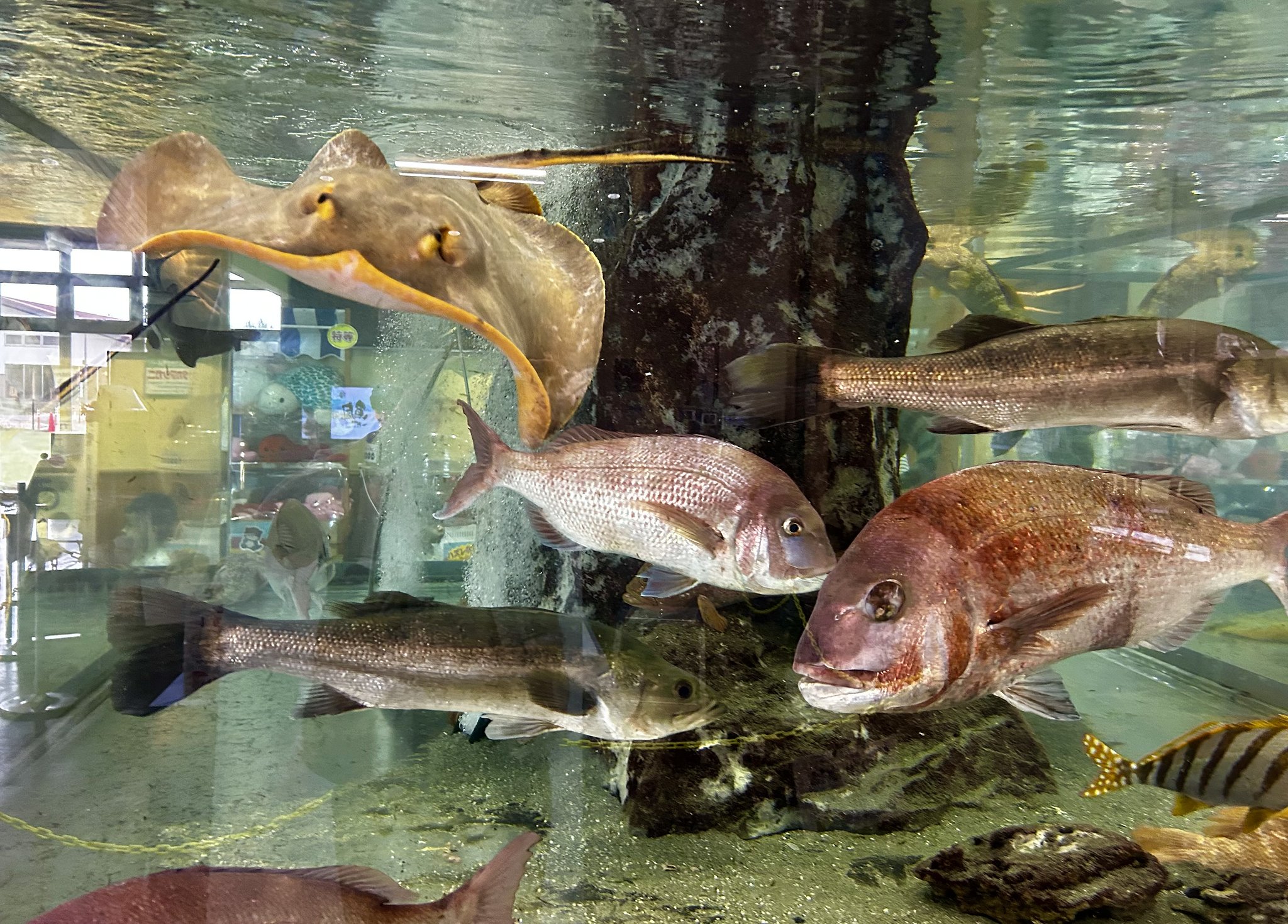 水族館ー1