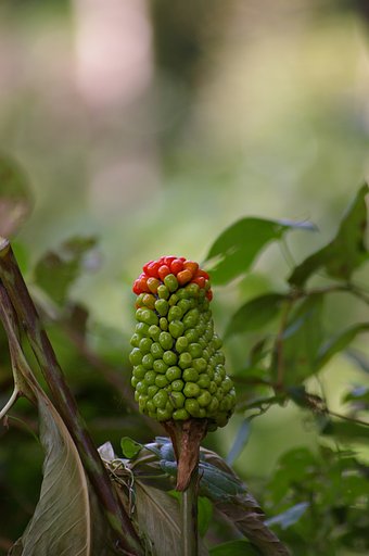 紅実