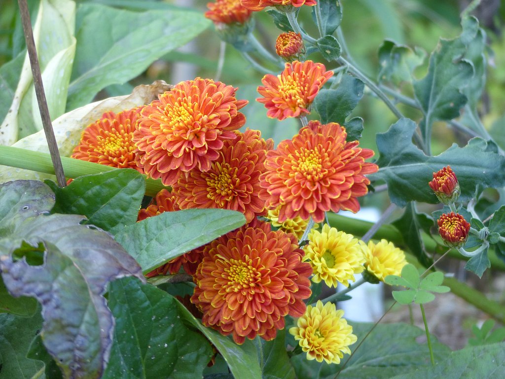 菊4種　　４