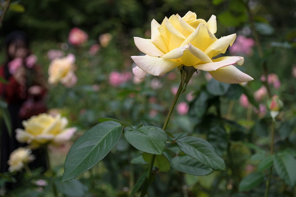 薔薇と美少女