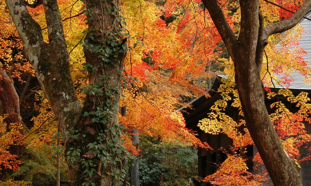 色の競演