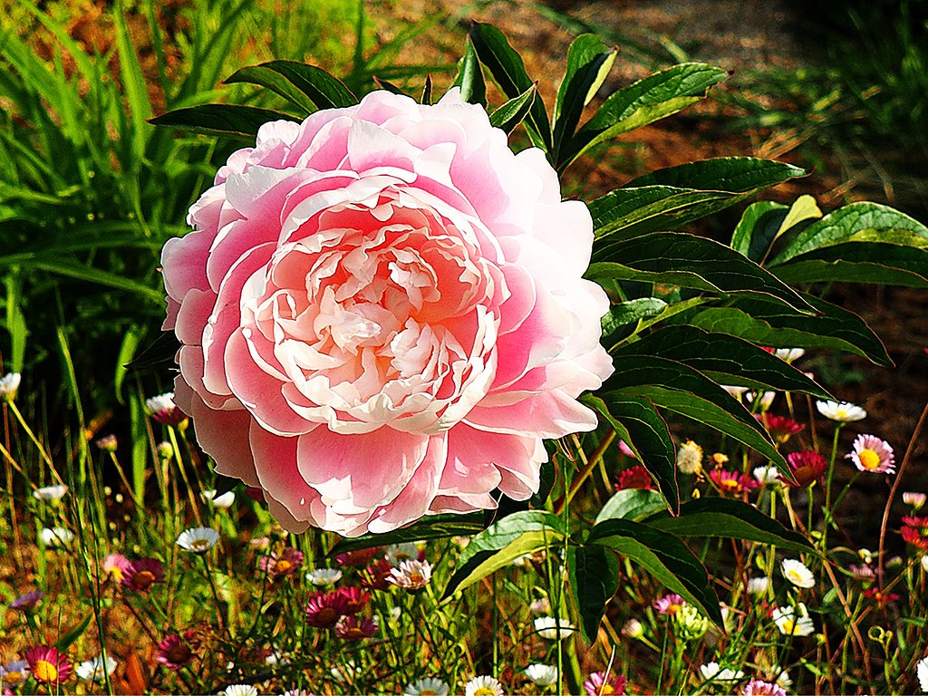 倒れてるシャクヤクの花