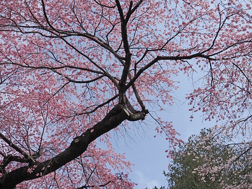 いにしえの春を思う〜南湖神社〜３