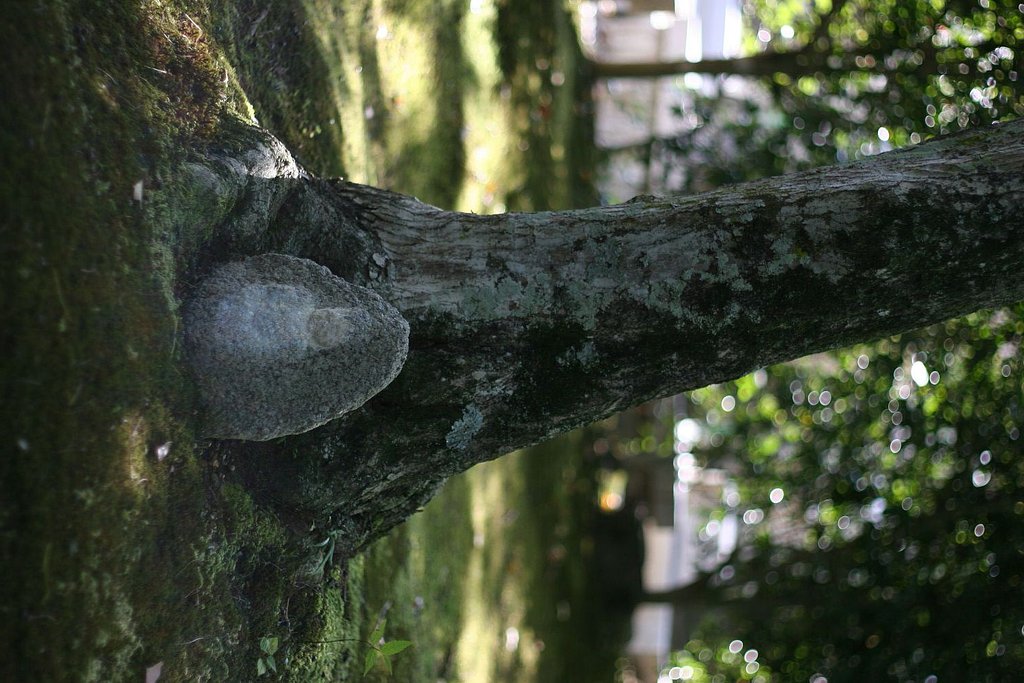 憂ひ