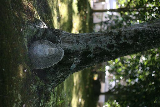 憂ひ