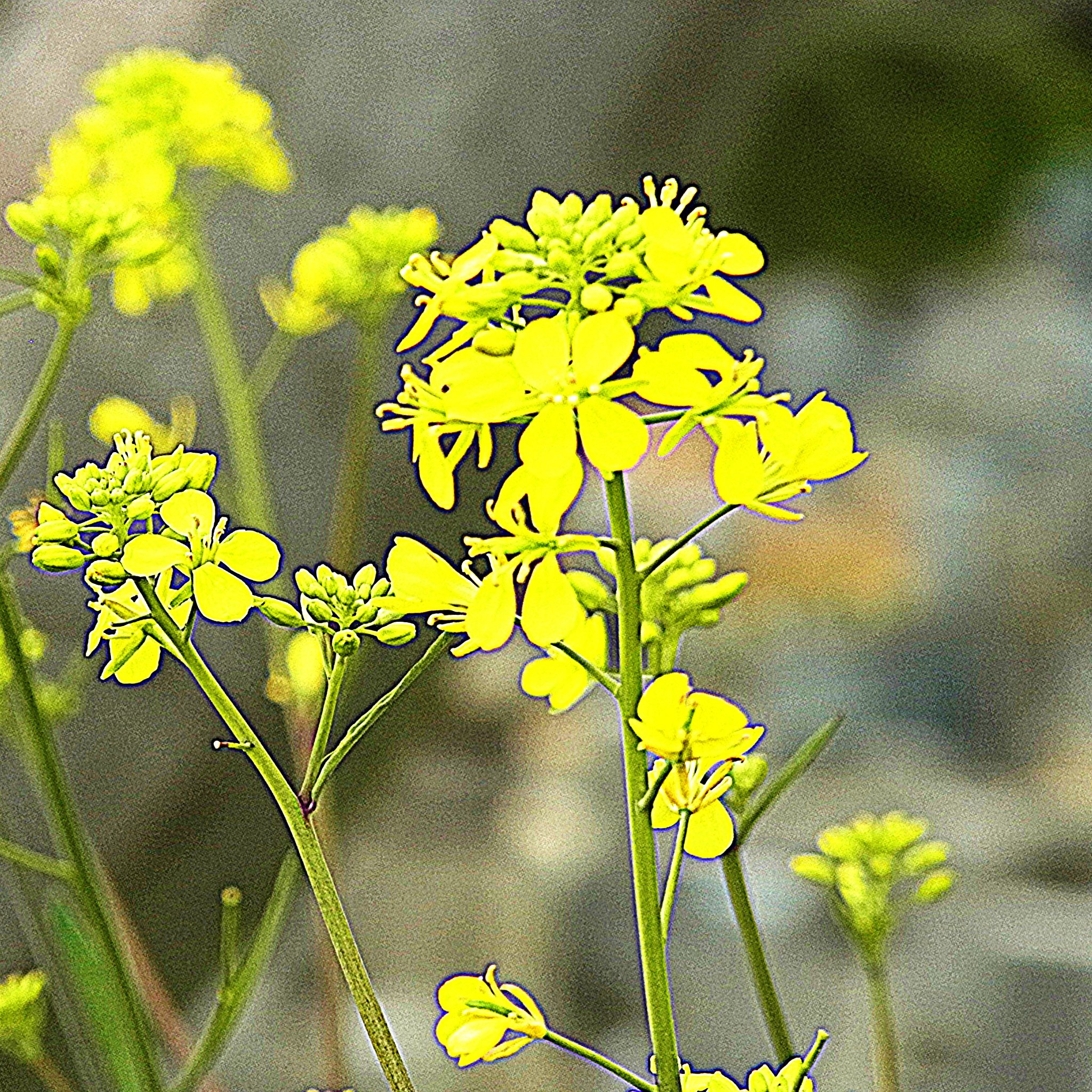 路傍の花