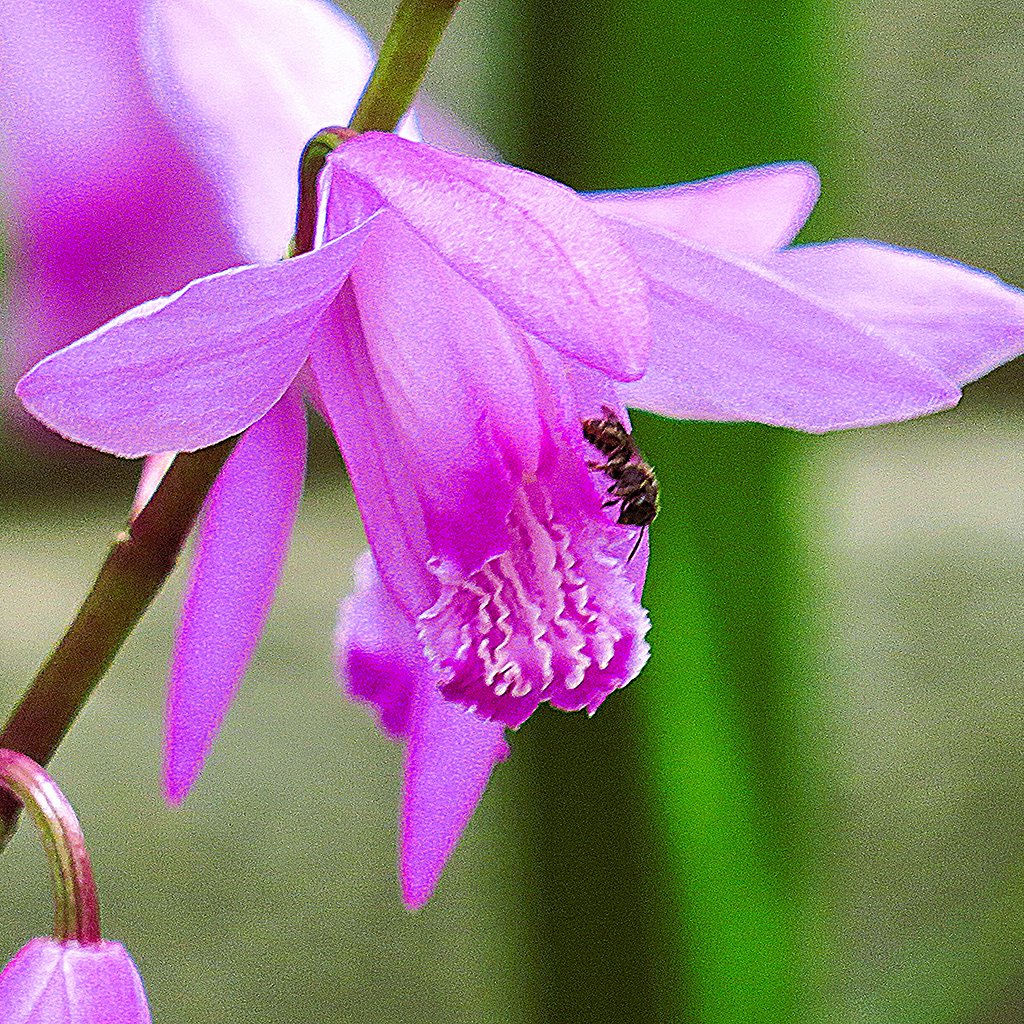 シランに留まる小さな蜂