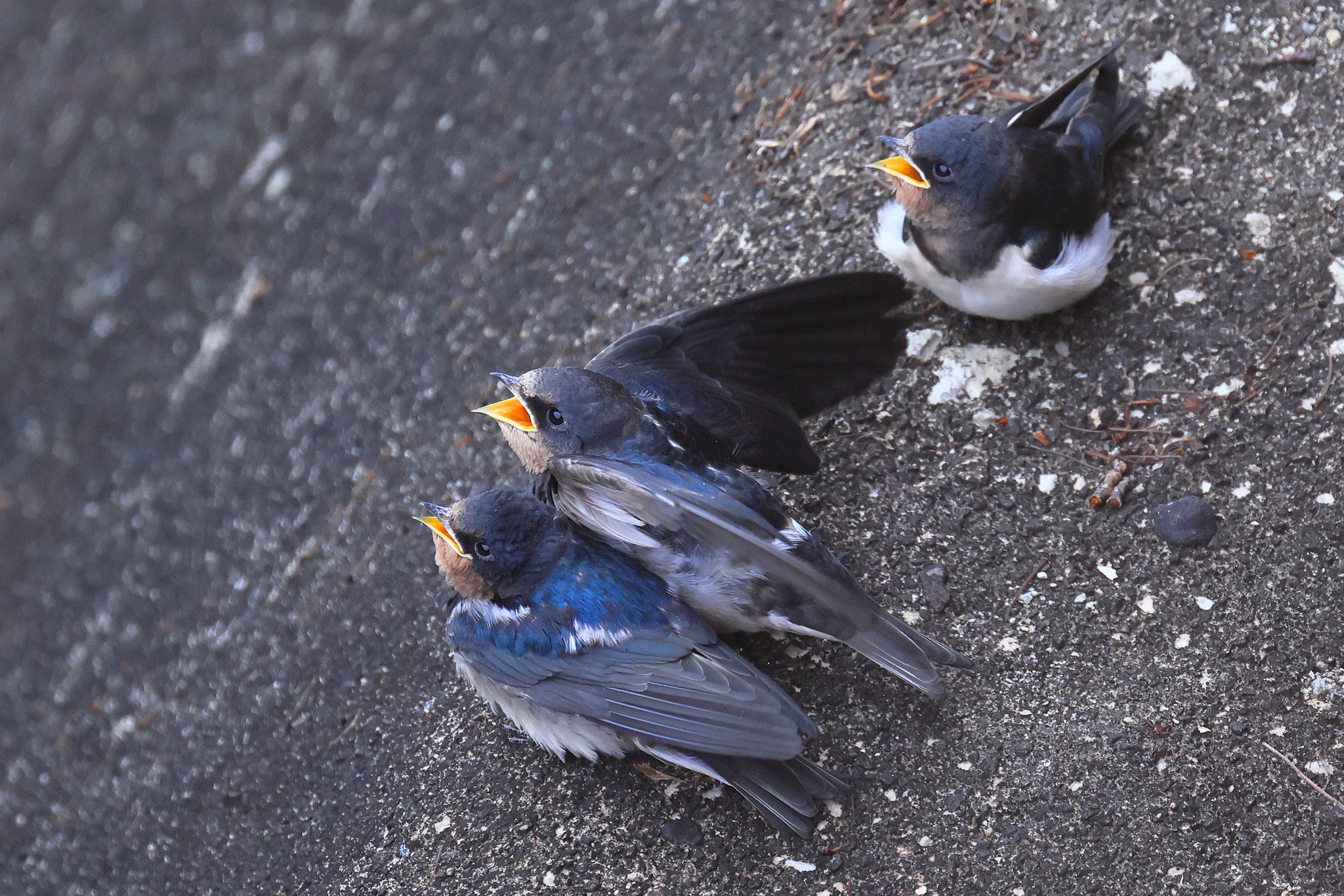 親ツバメが飛んで来たのかな