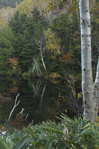 地味に紅葉