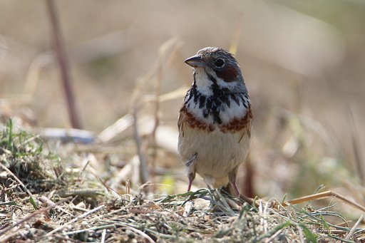 茫然自失のホオアカ親鳥